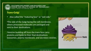Trans-Golgi
• Also called the "maturing face" or "exit side.“
•The side of the Golgi facing the cell membrane,
where processed molecules are packaged and
sent to their destinations.
•Vesicles budding off from the trans face carry modified
proteins and lipids to their final destinations (e. in
lysosomes, plasma membrane, and secretory vesicles.
 