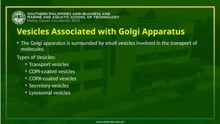 Vesicles Associated with Golgi Apparatus
• The Golgi apparatus is surrounded by small vesicles involved in the transport of
molecules.
Types of Vesicles:
• Transport vesicles
• COPI-coated vesicles
• COPII-coated vesicles
• Secretory vesicles
• Lysosomal vesicles
 
