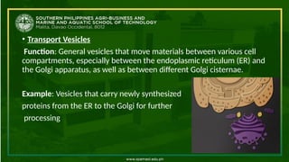 • Transport Vesicles
Function: General vesicles that move materials between various cell
compartments, especially between the endoplasmic reticulum (ER) and
the Golgi apparatus, as well as between different Golgi cisternae.
Example: Vesicles that carry newly synthesized
proteins from the ER to the Golgi for further
processing
 