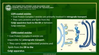 COPI-coated vesicles
• Coat Protein Complex I vesicles are primarily involved in retrograde transport.
• They carry proteins and lipids from the
Golgi apparatus back to the ER or between
Golgi cisternae.
COPII-coated vesicles
• Coat Protein Complex II vesicles are
responsible for anterograde transport.
• They carry newly synthesized proteins and
lipids from the ER to the
Golgi apparatus.
 
