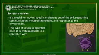 Secretory vesicles
• It is crucial for moving specific molecules out of the cell, supporting
communication, metabolic functions, and responses to the
environment.
• This type of vesicle is essential for cells that
need to secrete materials in a
controlled way.
 