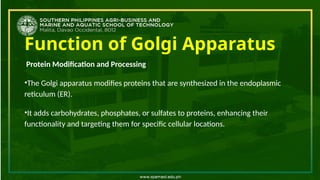 Function of Golgi Apparatus
Protein Modification and Processing
•The Golgi apparatus modifies proteins that are synthesized in the endoplasmic
reticulum (ER).
•It adds carbohydrates, phosphates, or sulfates to proteins, enhancing their
functionality and targeting them for specific cellular locations.
 