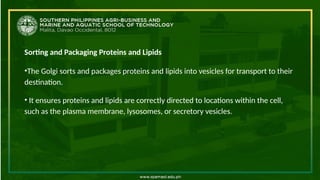 Sorting and Packaging Proteins and Lipids
•The Golgi sorts and packages proteins and lipids into vesicles for transport to their
destination.
• It ensures proteins and lipids are correctly directed to locations within the cell,
such as the plasma membrane, lysosomes, or secretory vesicles.
 