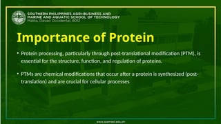 Importance of Protein
• Protein processing, particularly through post-translational modification (PTM), is
essential for the structure, function, and regulation of proteins.
• PTMs are chemical modifications that occur after a protein is synthesized (post-
translation) and are crucial for cellular processes
 