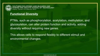 Functional Diversity
PTMs, such as phosphorylation, acetylation, methylation, and
glycosylation, can alter protein function and activity, adding
diversity without requiring new genes.
This allows cells to respond flexibly to different stimuli and
environmental changes.
 
