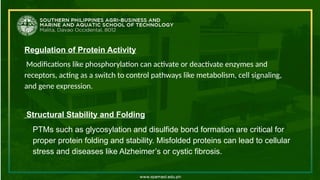 Regulation of Protein Activity
Modifications like phosphorylation can activate or deactivate enzymes and
receptors, acting as a switch to control pathways like metabolism, cell signaling,
and gene expression.
Structural Stability and Folding
PTMs such as glycosylation and disulfide bond formation are critical for
proper protein folding and stability. Misfolded proteins can lead to cellular
stress and diseases like Alzheimer’s or cystic fibrosis.
 