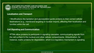 Localization and Transport
• Modifications like lipidation and glycosylation guide proteins to their correct cellular
destinations (e.g., membrane targeting or nuclear import), affecting their localization and
function within the cell.
Cell Signaling and Communication
•PTMs allow proteins to participate in signaling cascades, communicating signals from
the cell surface to the nucleus and other cellular compartments. Ubiquitination, for
instance, marks proteins for degradation, which is a regulatory mechanism in signaling.
 