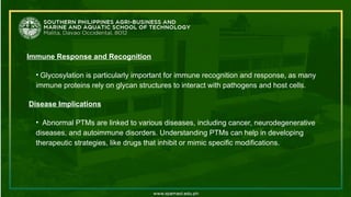 Immune Response and Recognition
• Glycosylation is particularly important for immune recognition and response, as many
immune proteins rely on glycan structures to interact with pathogens and host cells.
Disease Implications
• Abnormal PTMs are linked to various diseases, including cancer, neurodegenerative
diseases, and autoimmune disorders. Understanding PTMs can help in developing
therapeutic strategies, like drugs that inhibit or mimic specific modifications.
 
