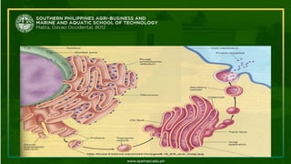 golgi-apparatus-ppt.pptxeducationpurposes