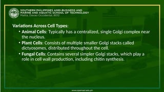 Variations Across Cell Types:
• Animal Cells: Typically has a centralized, single Golgi complex near
the nucleus.
• Plant Cells: Consists of multiple smaller Golgi stacks called
dictyosomes, distributed throughout the cell.
• Fungal Cells: Contains several simpler Golgi stacks, which play a
role in cell wall production, including chitin synthesis.
 