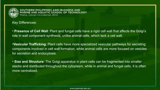 Key Differences:
• Presence of Cell Wall: Plant and fungal cells have a rigid cell wall that affects the Golgi’s
role in wall component synthesis, unlike animal cells, which lack a cell wall.
•Vesicular Trafficking: Plant cells have more specialized vesicular pathways for secreting
components involved in cell wall formation, while animal cells are more focused on vesicles
for secretion and endocytosis.
• Size and Structure: The Golgi apparatus in plant cells can be fragmented into smaller
stacks and distributed throughout the cytoplasm, while in animal and fungal cells, it is often
more centralized.
 