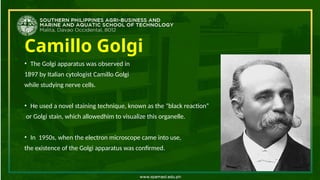 Camillo Golgi
• The Golgi apparatus was observed in
1897 by Italian cytologist Camillo Golgi
while studying nerve cells.
• He used a novel staining technique, known as the "black reaction“
or Golgi stain, which allowedhim to visualize this organelle.
• In 1950s, when the electron microscope came into use,
the existence of the Golgi apparatus was confirmed.
 