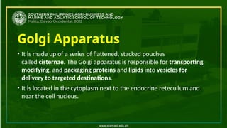 Golgi Apparatus
• It is made up of a series of flattened, stacked pouches
called cisternae. The Golgi apparatus is responsible for transporting,
modifying, and packaging proteins and lipids into vesicles for
delivery to targeted destinations.
• It is located in the cytoplasm next to the endocrine retecullum and
near the cell nucleus.
 