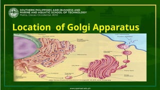 Location of Golgi Apparatus
 