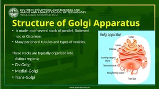 Structure of Golgi Apparatus
• Is made up of several stack of parallel, flattened
sac or Cisternae.
• Many peripheral tubules and types of vesicles.
These stacks are typically organized into
distinct regions:
• Cis-Golgi
• Medial-Golgi
• Trans-Golgi
 