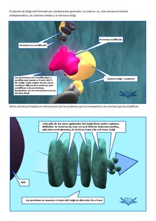 Golgi: tráfico de proteínas. ok