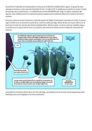 Golgi: tráfico de proteínas. ok