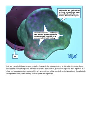 Golgi: tráfico de proteínas. ok