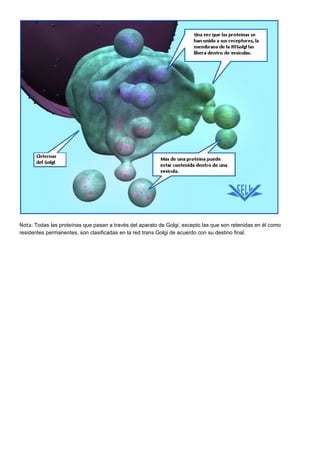 Golgi: tráfico de proteínas. ok