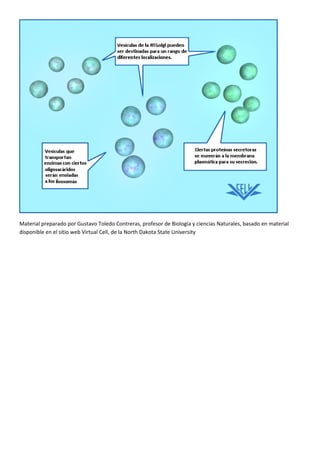 Golgi: tráfico de proteínas. ok