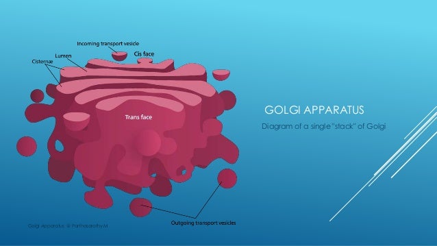 Golgi apparatus