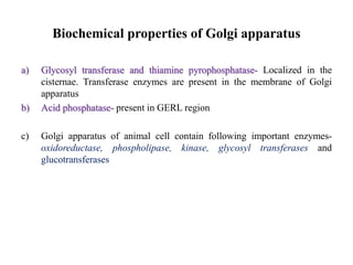 Biochemical properties of Golgi apparatus
a) Glycosyl transferase and thiamine pyrophosphatase- Localized in the
cisternae. Transferase enzymes are present in the membrane of Golgi
apparatus
b) Acid phosphatase- present in GERL region
c) Golgi apparatus of animal cell contain following important enzymes-
oxidoreductase, phospholipase, kinase, glycosyl transferases and
glucotransferases
 