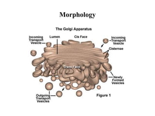 Morphology
 