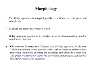Morphology
• The Golgi apparatus is morphologically very similar in both plant and
animal cells
• Its shape and form vary from cell to cell
• Golgi apparatus appears as a complex array of interconnecting tubules,
vesicles and cisternae
a. Cisternae or flattened sac- Simplest unit of Golgi apparatus is cisterna.
This is a membrane bound space in which various materials and secretions
may occur. Numerous cisternae are associated and appear in a stack like.
The group of cisternae is called the dictyosome and group of dictyosomes
make up the cells Golgi apparatus
 