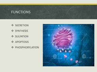 FUNCTIONS
 SECRETION
 SYNTHESIS
 SULFATION
 APOPTOSIS
 PHOSPHORYLATION
 