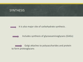 SYNTHESIS
It is also major site of carbohydrate synthesis .
Includes synthesis of glycoasaminoglycans (GAGs)
Golgi attaches to polysaccharides and protein
to form proteoglycans
 