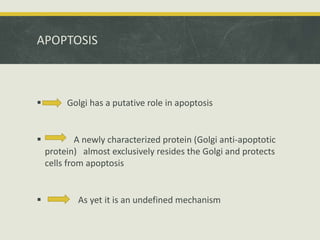 APOPTOSIS
 Golgi has a putative role in apoptosis
 A newly characterized protein (Golgi anti-apoptotic
protein) almost exclusively resides the Golgi and protects
cells from apoptosis
 As yet it is an undefined mechanism
 