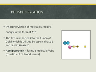 PHOSPHORYLATION
 Phosphorylation of molecules require
energy in the form of ATP .
 The ATP is imported into the lumen of
Golgi which is utilized by casein kinase 1
and casein kinase 2 .
 Apolipoprotein – forms a molecule VLDL
(constituent of blood serum)
 