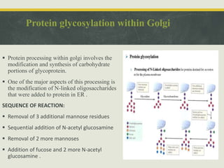 Protein glycosylation within Golgi
 Protein processing within golgi involves the
modification and synthesis of carbohydrate
portions of glycoprotein.
 One of the major aspects of this processing is
the modification of N-linked oligosaccharides
that were added to protein in ER .
SEQUENCE OF REACTION:
 Removal of 3 additional mannose residues
 Sequential addition of N-acetyl glucosamine
 Removal of 2 more mannoses
 Addition of fucose and 2 more N-acetyl
glucosamine .
 