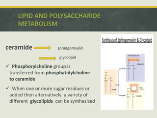 LIPID AND POLYSACCHARIDE
METABOLISM
ceramide sphingomyelin
glycolipid
 Phosphorylcholine group is
transferred from phosphatidylcholine
to ceramide
 When one or more sugar residues or
added then alternatively a variety of
different glycolipids can be synthesized
 