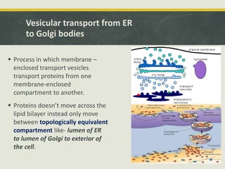 Vesicular transport from ER
to Golgi bodies
 Process in which membrane –
enclosed transport vesicles
transport proteins from one
membrane-enclosed
compartment to another.
 Proteins doesn’t move across the
lipid bilayer instead only move
between topologically equivalent
compartment like- lumen of ER
to lumen of Golgi to exterior of
the cell.
 
