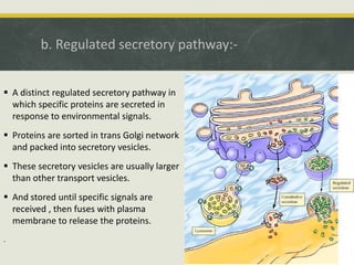 b. Regulated secretory pathway:-
 A distinct regulated secretory pathway in
which specific proteins are secreted in
response to environmental signals.
 Proteins are sorted in trans Golgi network
and packed into secretory vesicles.
 These secretory vesicles are usually larger
than other transport vesicles.
 And stored until specific signals are
received , then fuses with plasma
membrane to release the proteins.
.
 