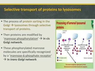 Selective transport of proteins to lysosomes
 The process of protein sorting in the
Golgi  lysosomes through selective
transport of proteins.
 Then proteins are modified by
‘mannose phosphorylation’  in cis
Golgi network.
 These phosphorylated mannose
molecules are specifically recognized
by a ‘mannose-6-phosphate receptor’
 in trans Golgi network
 