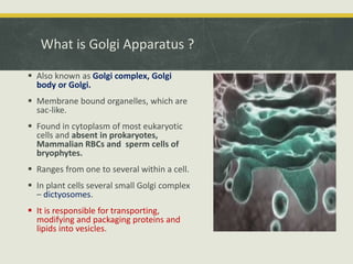 What is Golgi Apparatus ?
 Also known as Golgi complex, Golgi
body or Golgi.
 Membrane bound organelles, which are
sac-like.
 Found in cytoplasm of most eukaryotic
cells and absent in prokaryotes,
Mammalian RBCs and sperm cells of
bryophytes.
 Ranges from one to several within a cell.
 In plant cells several small Golgi complex
– dictyosomes.
 It is responsible for transporting,
modifying and packaging proteins and
lipids into vesicles.
 