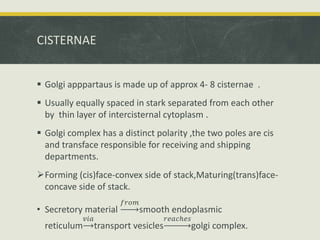 CISTERNAE
 Golgi apppartaus is made up of approx 4- 8 cisternae .
 Usually equally spaced in stark separated from each other
by thin layer of intercisternal cytoplasm .
 Golgi complex has a distinct polarity ,the two poles are cis
and transface responsible for receiving and shipping
departments.
Forming (cis)face-convex side of stack,Maturing(trans)face-
concave side of stack.
• Secretory material
𝑓𝑟𝑜𝑚
smooth endoplasmic
reticulum
𝑣𝑖𝑎
transport vesicles
𝑟𝑒𝑎𝑐ℎ𝑒𝑠
golgi complex.
 