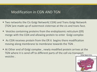 Modification in CGN AND TGN
 Two networks the Cis Golgi Network( CGN) and Trans Golgi Network
(TGN )are made up of outermost cisternae at the cis and trans face.
 Vesicles containing proteins from the endoplasmic reticulum (ER)
merge with the CGN and allowing protein to enter Golgi complex
 As CGN receives protein from the ER it begins there modification
moving along membrane to membrane towards the TGN .
 At Other end of Golgi complex , newly modified protein arrives at the
TGN where it is send off to different parts of the cell via transport
vesicles .
 