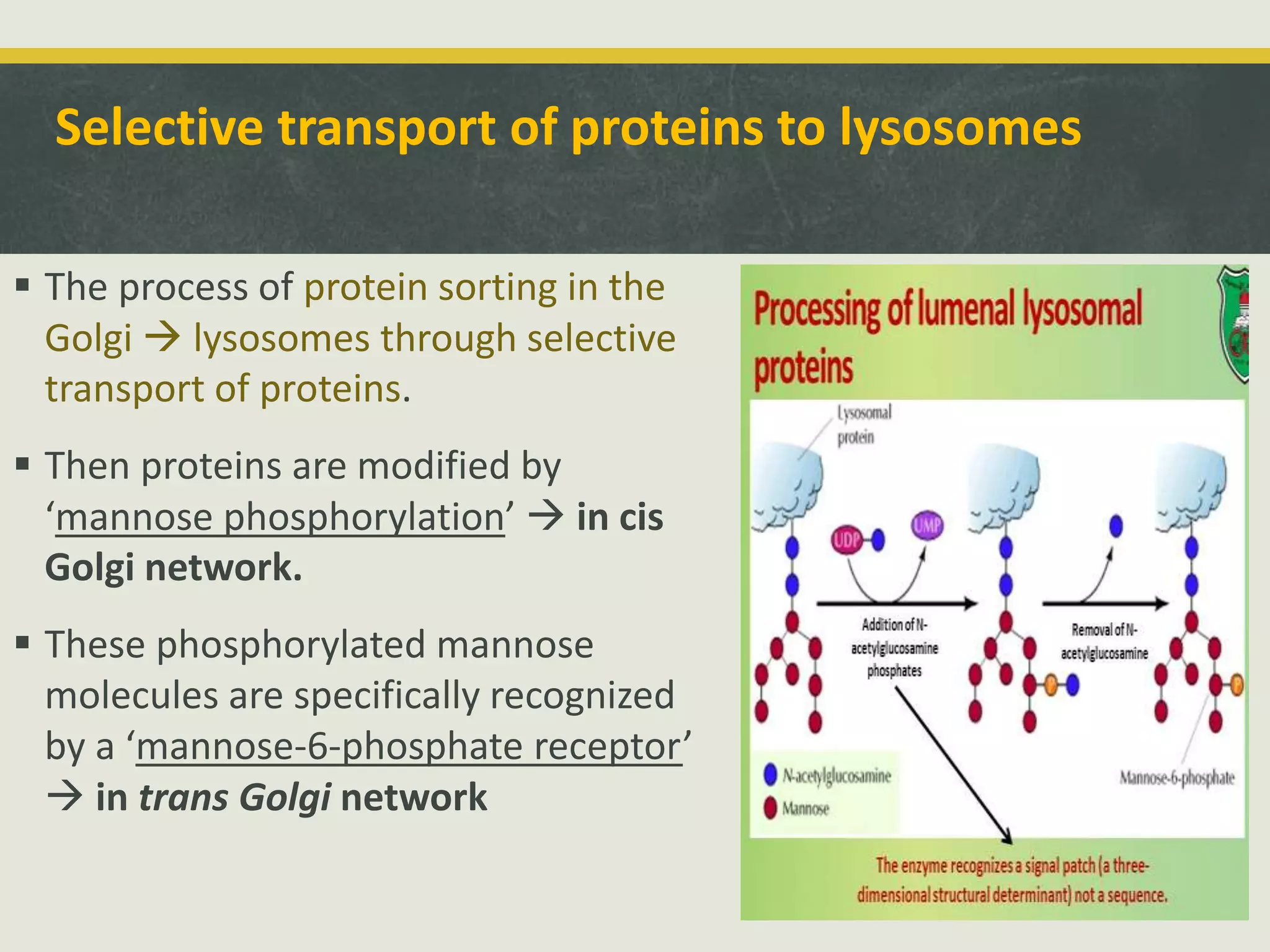 Golgi apparatus ppt (introduction structure and Function) | PPTX