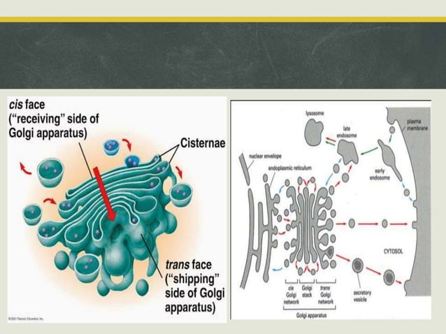 Golgi apparatus ppt (introduction structure and Function) | PPTX