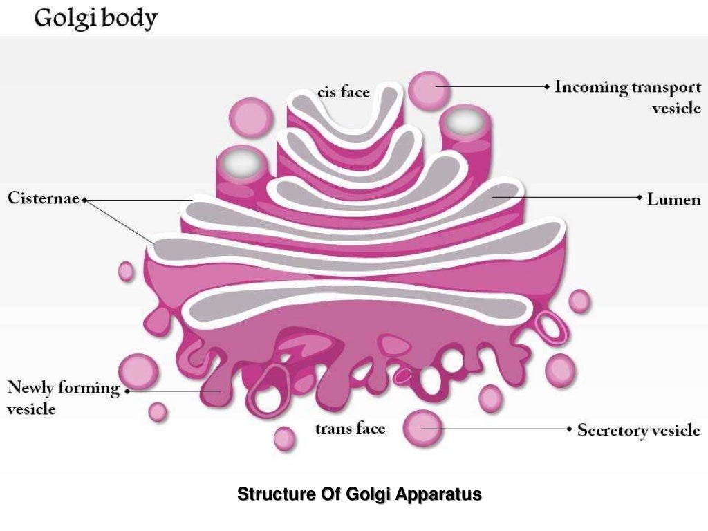 golgi apparatus - DrBeckmann