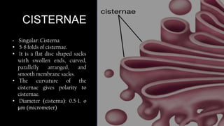 Golgi Apparatus.pptx