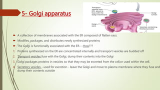 5- Golgi apparatus
 A collection of membranes associated with the ER composed of flatten sacs.
 Modifies, packages, and distributes newly synthesized proteins
 The Golgi is functionally associated with the ER---How???
1. Proteins synthesized on the ER are concentrated internally and transport vesicles are budded off
2. Transport vesicles fuse with the Golgi, dump their contents into the Golgi
3. Golgi packages proteins in vesicles so that they may be excreted from the cell,or used within the cell.
4. Secretory vesicles - used for excretion - leave the Golgi and move to plasma membrane where they fuse and
dump their contents outside
 