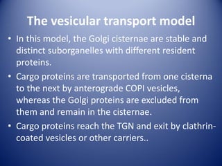 The vesicular transport model
• In this model, the Golgi cisternae are stable and
distinct suborganelles with different resident
proteins.
• Cargo proteins are transported from one cisterna
to the next by anterograde COPI vesicles,
whereas the Golgi proteins are excluded from
them and remain in the cisternae.
• Cargo proteins reach the TGN and exit by clathrin-
coated vesicles or other carriers..
 