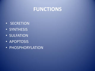 FUNCTIONS
• SECRETION
• SYNTHESIS
• SULFATION
• APOPTOSIS
• PHOSPHORYLATION
 
