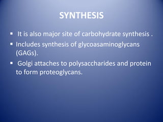 SYNTHESIS
 It is also major site of carbohydrate synthesis .
 Includes synthesis of glycoasaminoglycans
(GAGs).
 Golgi attaches to polysaccharides and protein
to form proteoglycans.
 
