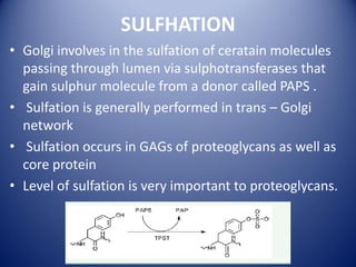 SULFHATION
• Golgi involves in the sulfation of ceratain molecules
passing through lumen via sulphotransferases that
gain sulphur molecule from a donor called PAPS .
• Sulfation is generally performed in trans – Golgi
network
• Sulfation occurs in GAGs of proteoglycans as well as
core protein
• Level of sulfation is very important to proteoglycans.
 