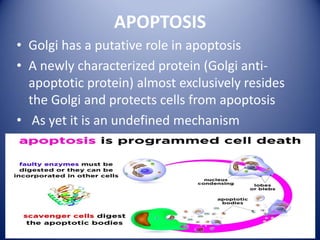APOPTOSIS
• Golgi has a putative role in apoptosis
• A newly characterized protein (Golgi anti-
apoptotic protein) almost exclusively resides
the Golgi and protects cells from apoptosis
• As yet it is an undefined mechanism
 